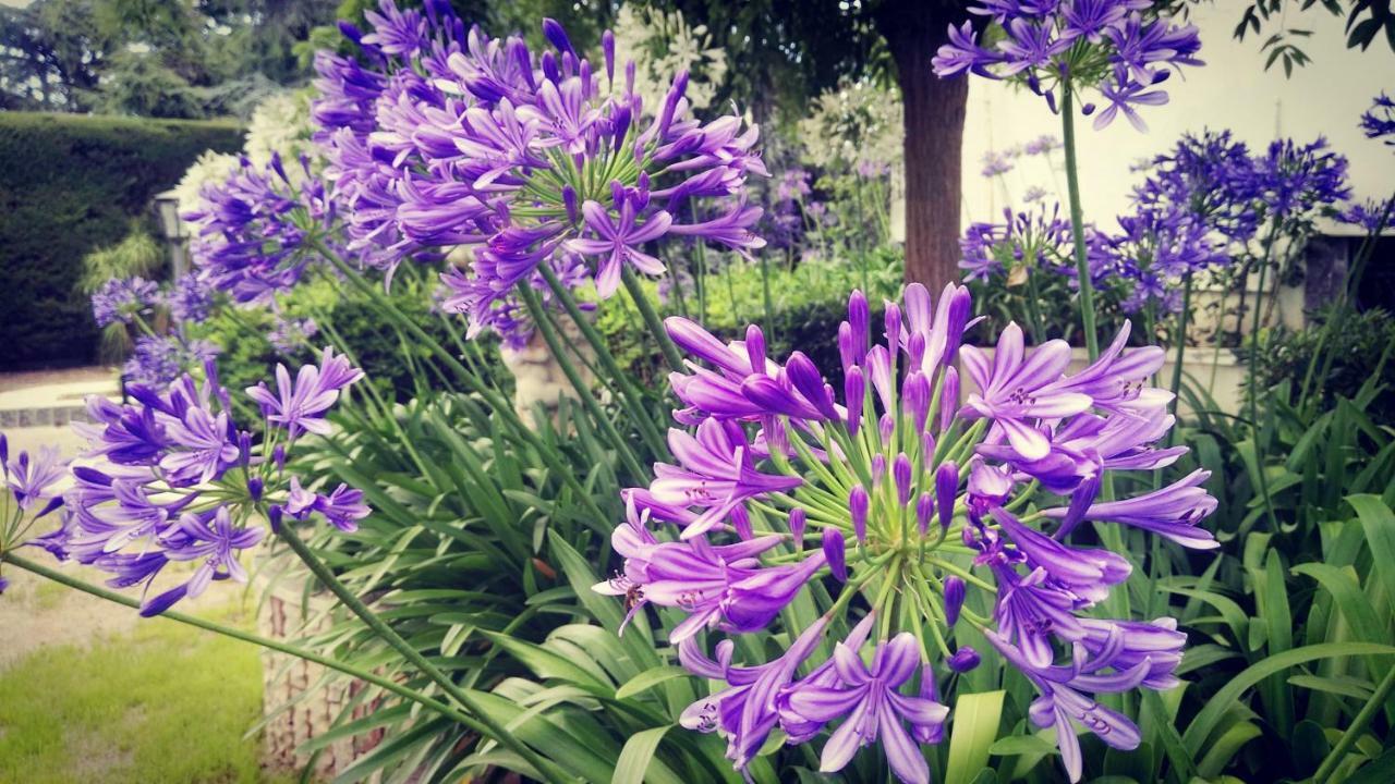 Villa Mary Trani Dış mekan fotoğraf